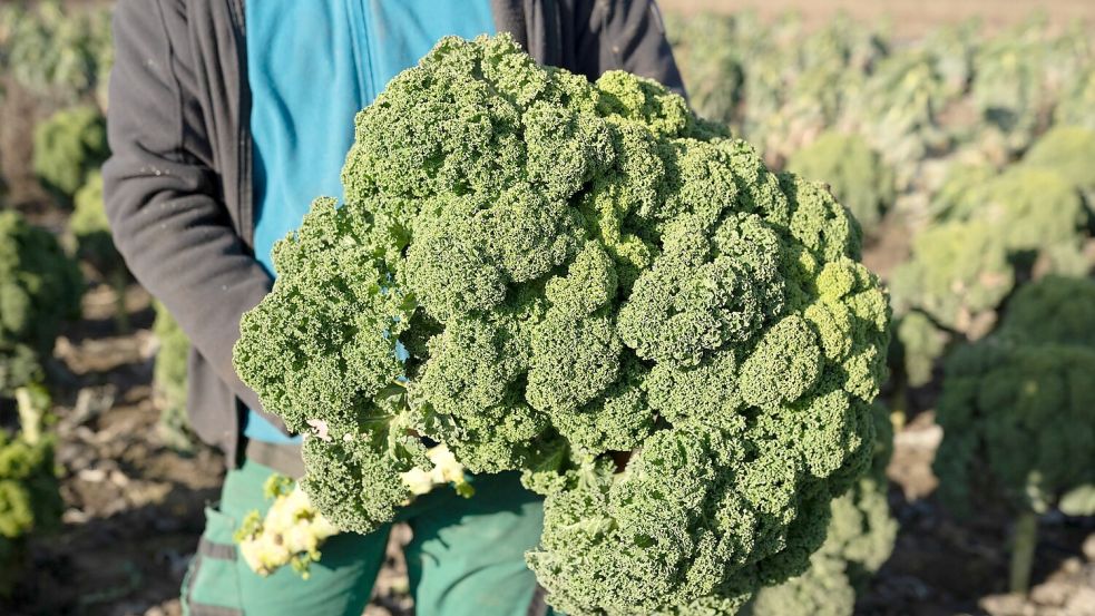 Der erste Grünkohl der Saison sah gut aus (Foto). Den letzten Pflanzen auf dem Feld hat der Schnee zugesetzt. Foto: Sebastian Kahnert/dpa
