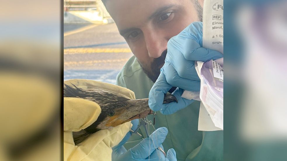 Gemeinsam haben Klinikmitarbeiter und Feuerwehrleute den Wildvogel vom Angelhaken befreit und ihn anschließend wieder in die Freiheit entlassen. Foto: Feuerwehr Bremen