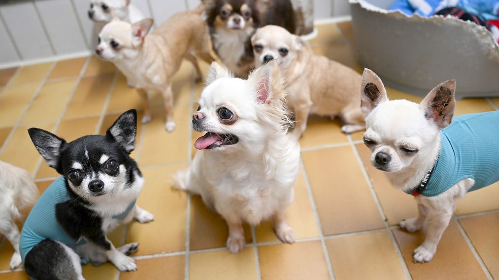 Gerettete Chihuahua Hunde aus einem Fall von „animal hoarding“ (pathologisches Horten von Tieren) wurden im Tierheim Stuttgart untergebracht. Das Bild entstand im Februar 2024. Foto: Bernd Weißbrod/dpa