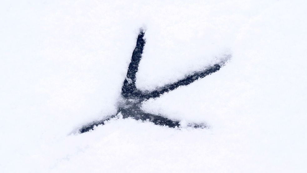 Mit dem Winterwetter mussten sich auch Vögel herumschlagen. Foto: Stefan Sauer/dpa