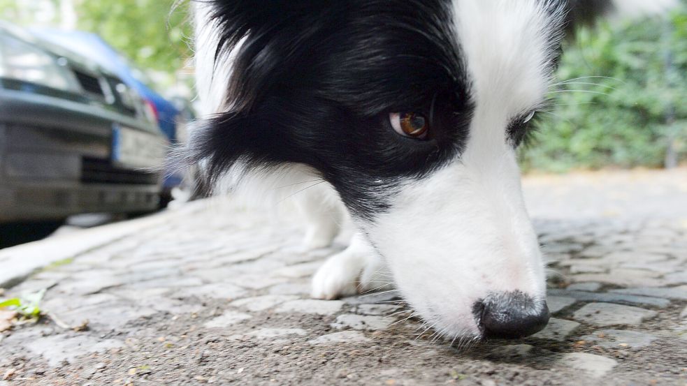 Offizielle Statistiken gibt es nicht, aber besonders in Berlin melden Hundehalter häufige Funde von Giftködern. Symbolfoto: Maurizio Gambarini/dpa