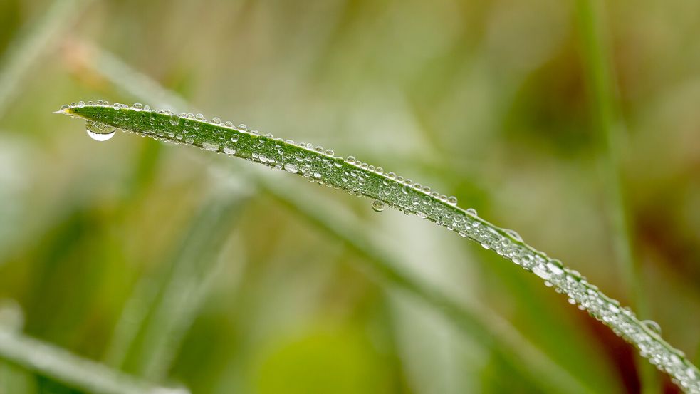 Wassertropfen hängen nach einem Regenschauer an einem Grashalm auf einer Wiese. Am Wochenende ist zwischendurch mit Regenschauern zu rechnen. Foto: Silas Stein/dpa