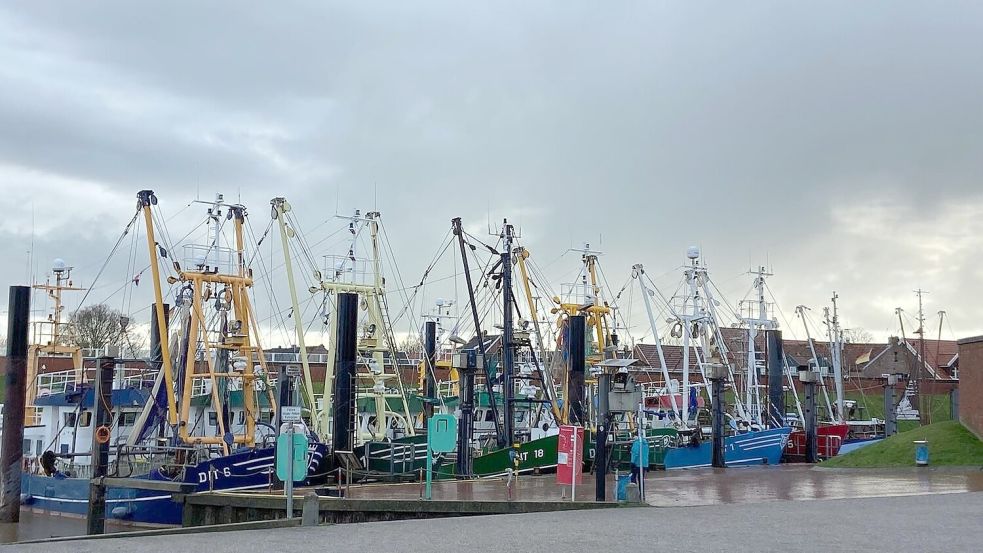 Die Ditzumer Kutterflotte. Foto: Melanie Hanz