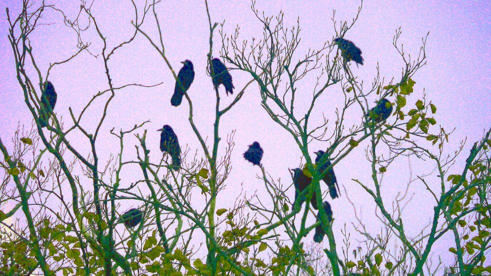 Geht es nach Weeners Bürgermeister Heiko Abbas, soll es den Krähen im Stapelmoorer Park an den Kragen gehen. Foto: Archiv/Tatjana Gettkowski