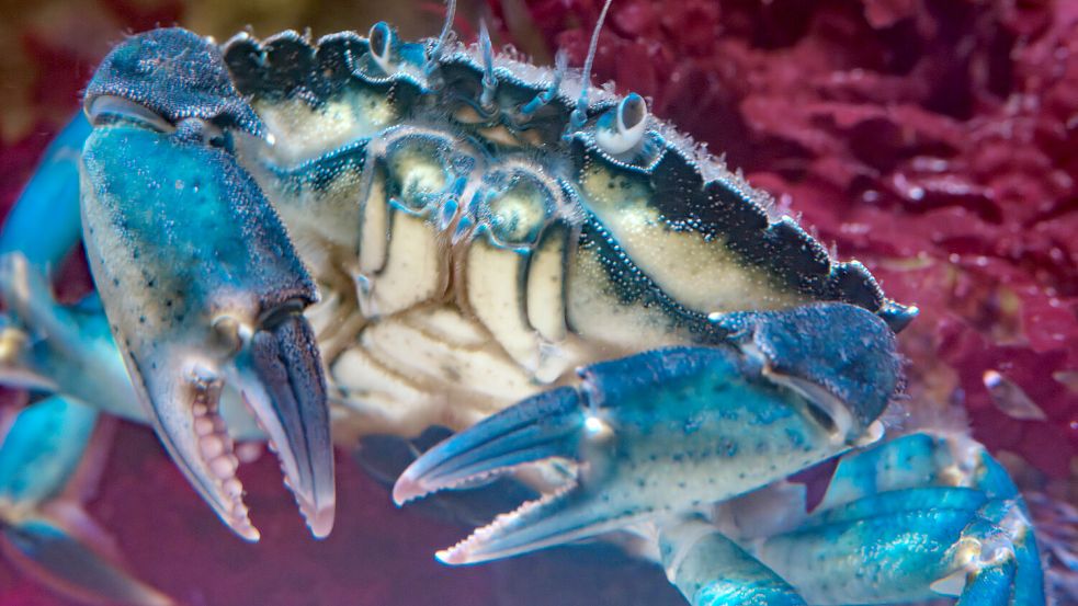 Auch Krabben gehören zu den Bewohnern des Nordsee-Aquariums. Foto: Marc Oliver Basan