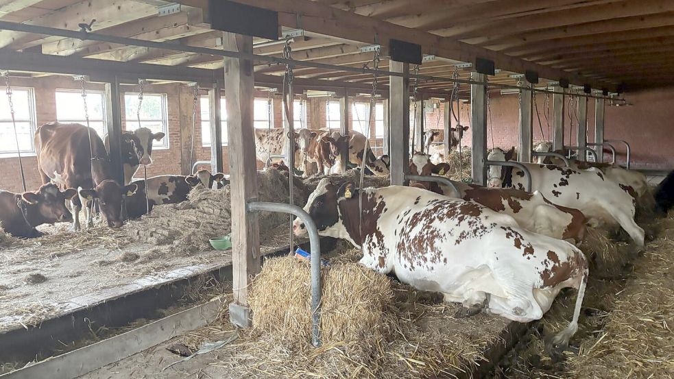 In einigen Betrieben in Ostfriesland werden noch Rinder über den Winter aufgestallt. Symbolfoto: Lars Löschen