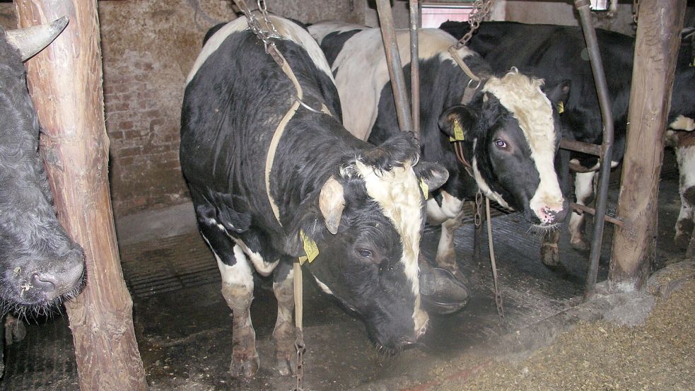 Die Anbindehaltung in Niedersachsen wird verboten. Foto: LAVES Tierschutzdienst/ML