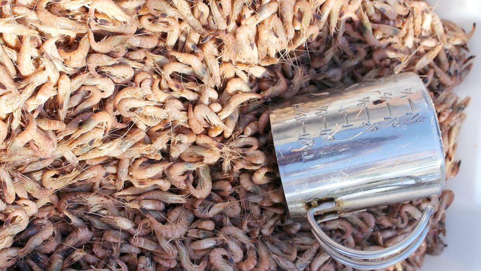Krabben satt: 2025 war ein Rekordjahr für die Krabbenfischer. Foto: Imke Oltmanns