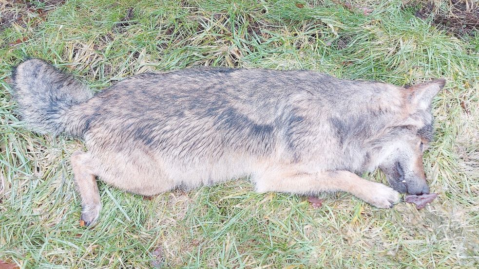 Dieser Wolf wurde am 12. Februar 2026 am Rand der Südgeorgsfehner Straße entdeckt. Foto: Irene Pröbsting