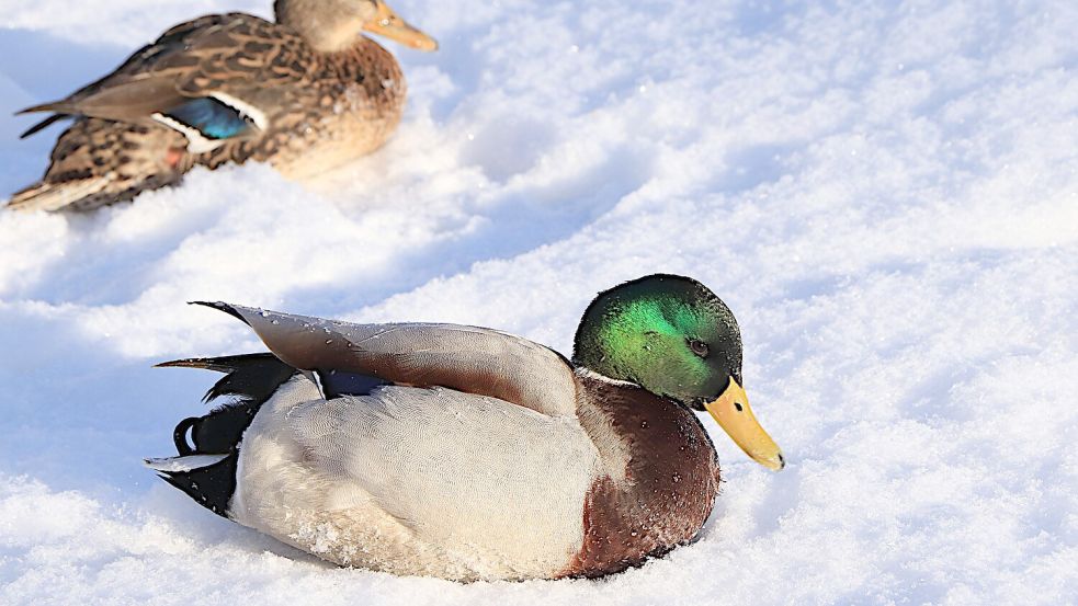 Stockenten und Erpel graben sich auf einem zugefrorenen See in den Schnee ein, um sich warm zu halten. Foto: imago/Zoonar