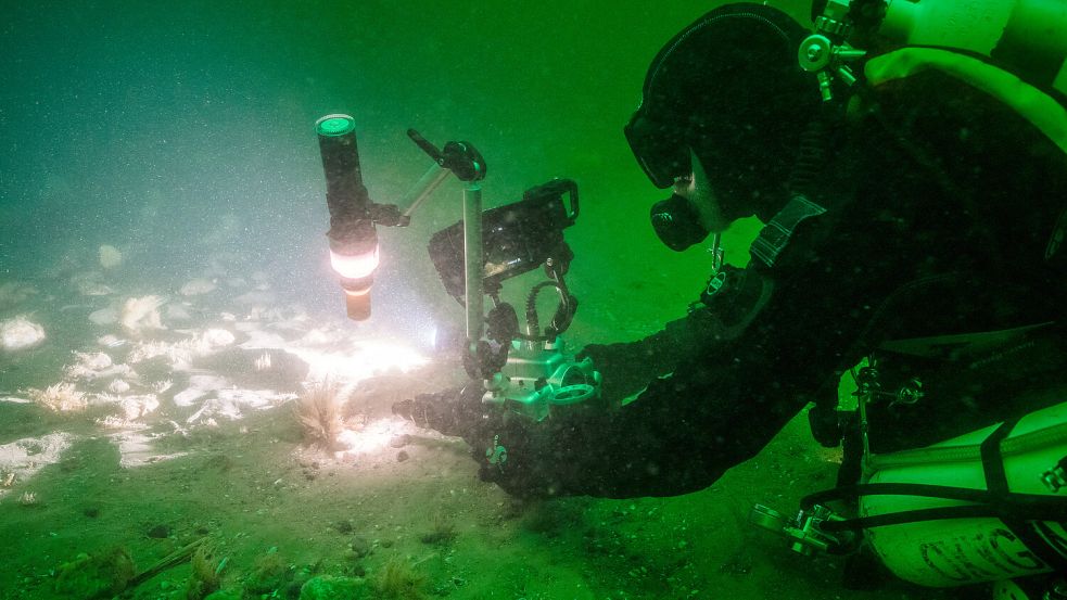 Im Auftrag von Greenpeace sind unter anderem Steinriffe nahe des Gasprojektes vor Borkum entdeckt worden. Foto: Uli Kunz/Submaris/Greenpeace