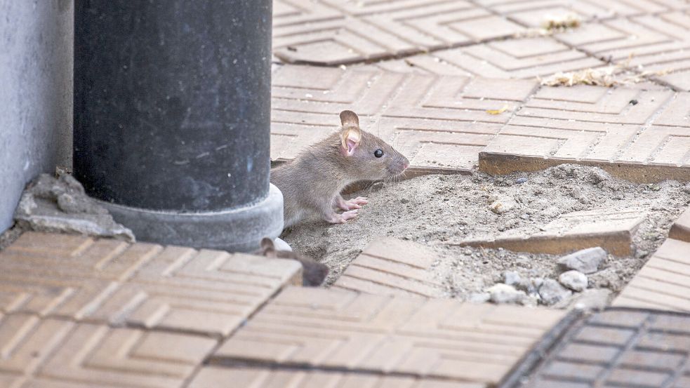 Ratten in der Stadt: Die Osnabrücker müssen sich mutmaßlich auf mehr Anblicke wie diesen einstellen. Foto: IMAGO/Ardea