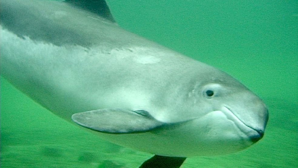 Der Schweinswal leidet unter der Lärmbelastung in seinem Lebensraum. Foto: ITAW FBC