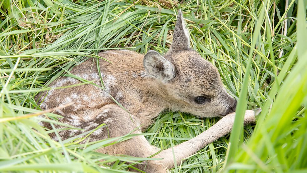 Ein kurzes Berühren durch Menschen kann für Rehkitze tödliche Folgen haben. Foto: Christina Czybik