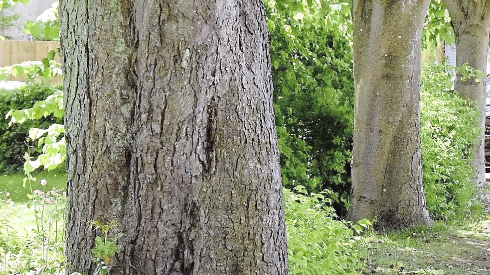 Mit der Baumschutzsatzung soll in Osnabrück das Fällen von Bäumen ab einem Stammumfang von 100 Zentimetern in einem Meter Höhe untersagt werden. Foto: Gernot Kühl