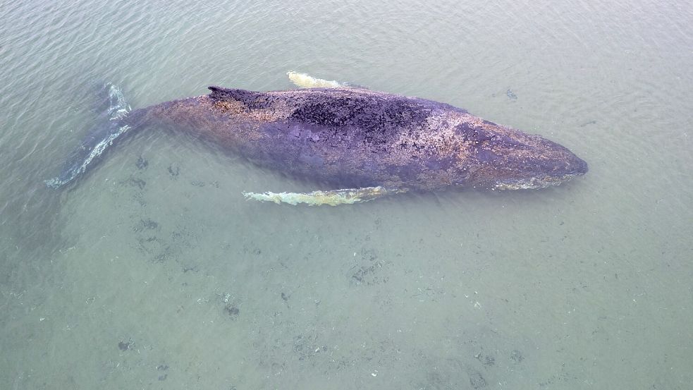Der vor Niendorf gestrandete Buckelwal ist offenbar zu erschöpft, um noch auf offener See zu atmen. Foto: Sea Shepherd