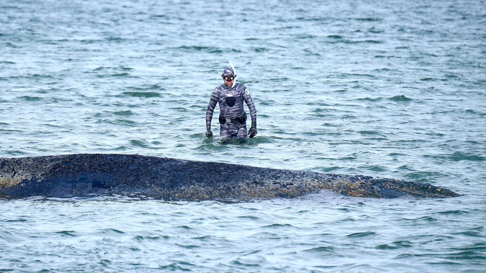 Meeresbiologe Robert Marc Lehmann untersuchte den gestrandeten Wal in der Ostsee. Foto: dpa/Daniel Bockwoldt