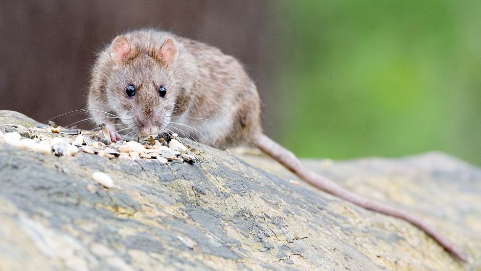 Eine Ratte frisst Futter von einem Baumstamm. Foto: wolfgangvogt_lb