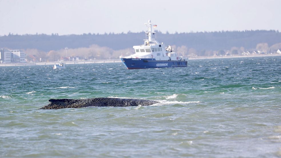 Mehrere Tage lang war ein Buckelwal am Timmendorfer Strand gestrandet. Für die Rettung wurden alle Register gezogen. Foto: IMAGO/Susanne Hübner
