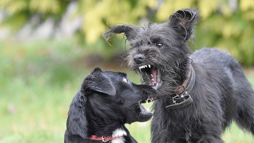 Ein Hund bleckt die Zähne – im Spiel oder im Ernst, das ist für Hundehalter vielleicht nicht gleich zu erkennen. Symbolfoto: Pixabay