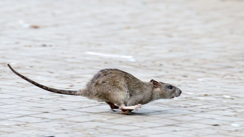 Eigentümer können einiges tun, damit Ratten sich auf dem Grundstück nicht wohlfühlen. Symbolfoto: Bernd von Jutrczenka/dpa/dpa-tmn