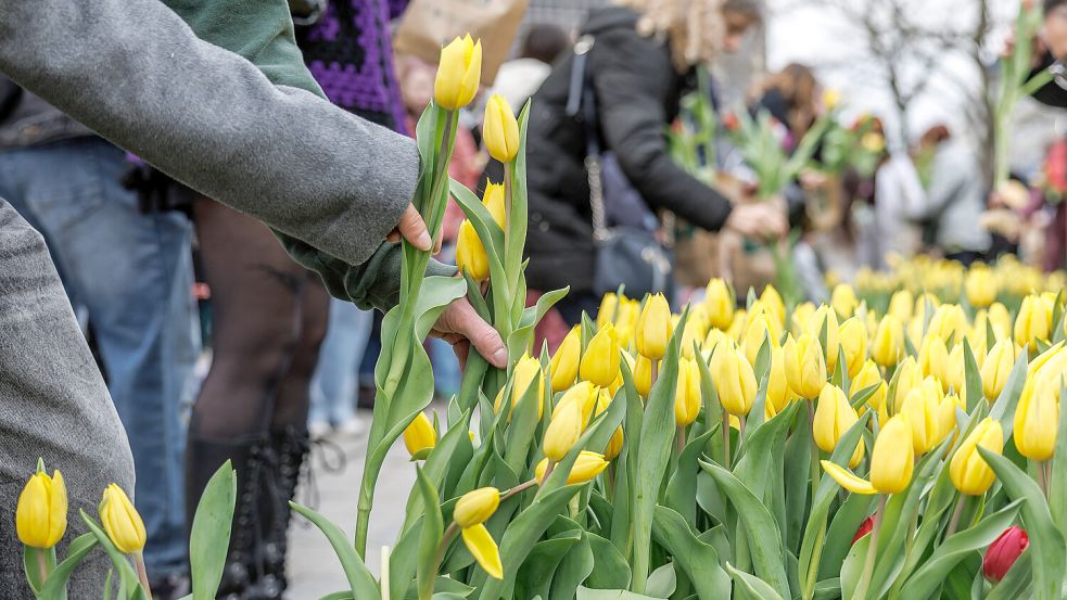 In Groningen ist am Karfreitag der große Blumenmarkt. Symbolfoto: Andreas Gora/DPA