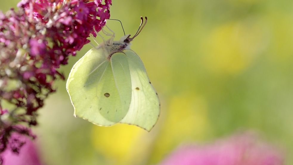 Schmetterlinge sind ein beliebter Anblick im Garten. Foto: Pixabay