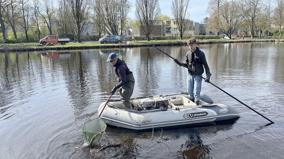 Ein ungewohnter Anblick: Der Biologe Matthias Emmerich (links) und sein Assistent Theodor Kros fischen auf dem großen der beiden Schwanenteiche in Emden. Das Parkgelände und die Teiche werden umgebaut. Daher ist das Abfischen nötig geworden. Fotos: Mona Hanssen