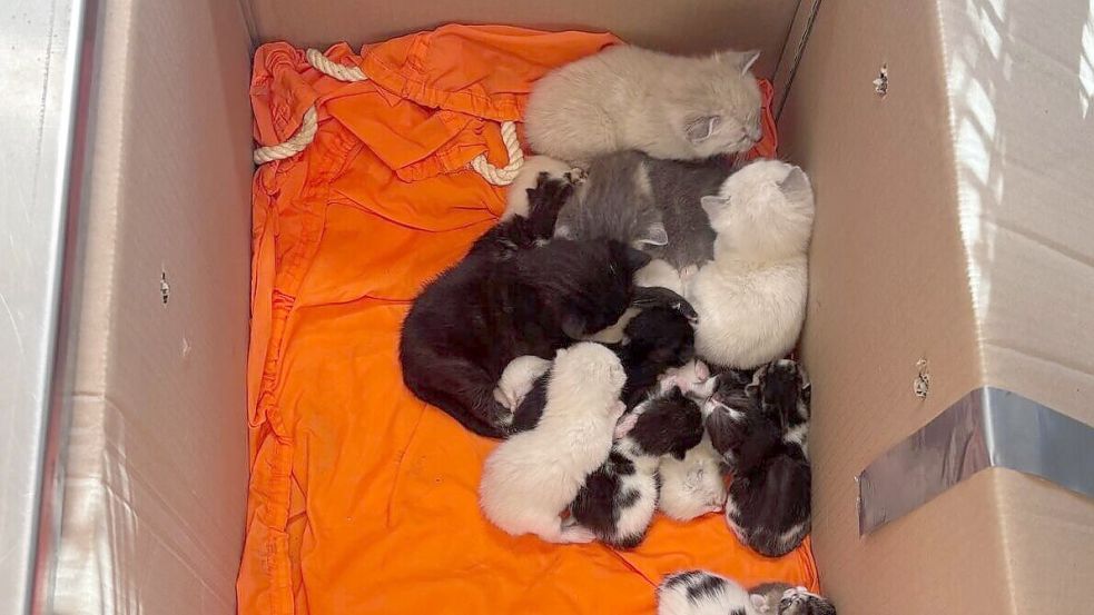 Ausgesetzt an einem Friedhof in Hemelingen: Diese Katzen suchen ein neues Zuhause. Foto: Polizei Bremen