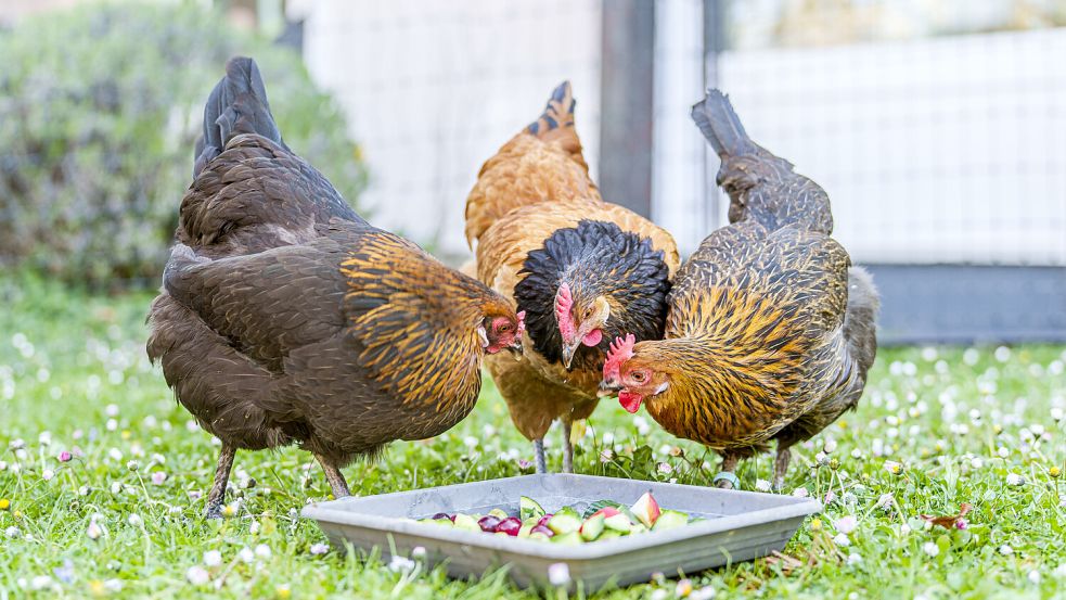 Hühner erfreuen sich an frischen Obst unter freiem Himmel. Symbolfoto: Andreas Arnold/dpa