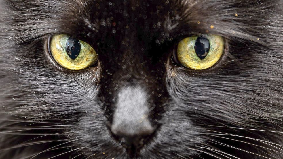 Katzen kommen manchmal nicht von ihren Streifzügen nach Hause. In Fulkum gibt es seit 2021 eine auffällige Häufung an verschwundenen Tieren. Symbolfoto: DPA/Archiv