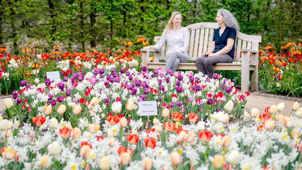 Saisonstart im Park der Gärten: Dort blühen zurzeit Tulpen, Narzissen und Co. in Hülle und Fülle. Foto: Hauke-Christian Dittrich/DPA/Archiv