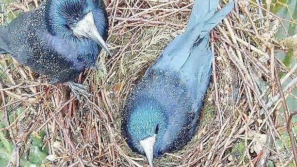 Blick ins Saatkrähennest: Beim Livestream „Live dabei“ in Jever kann man Saatkrähen bei der Brut zuschauen. Screenshot: Melanie Hanz
