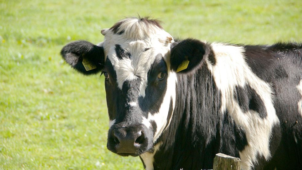 Milch von Kühen, die Medikamente bekommen haben, darf eine Weile lang nicht abgegeben werden. Symbolfoto: Pixabay