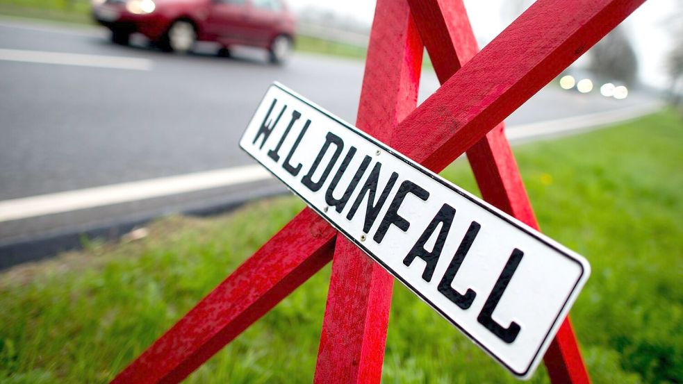 Im Zuständigkeitsbereich der Polizeiinspektion Leer/Emden ist es zu mehreren Wildunfällen gekommen. Symbolfoto: Hauke-Christian Dittrich/dpa