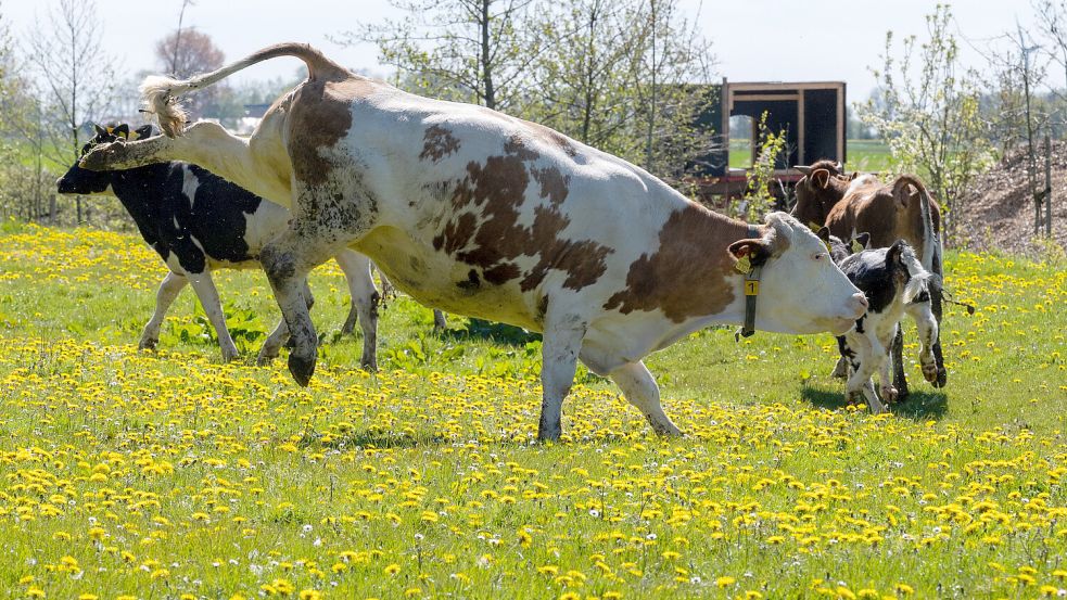 Für die Kür dieser Kuh gibt es 10 Punkte. Foto: Klaus Ortgies