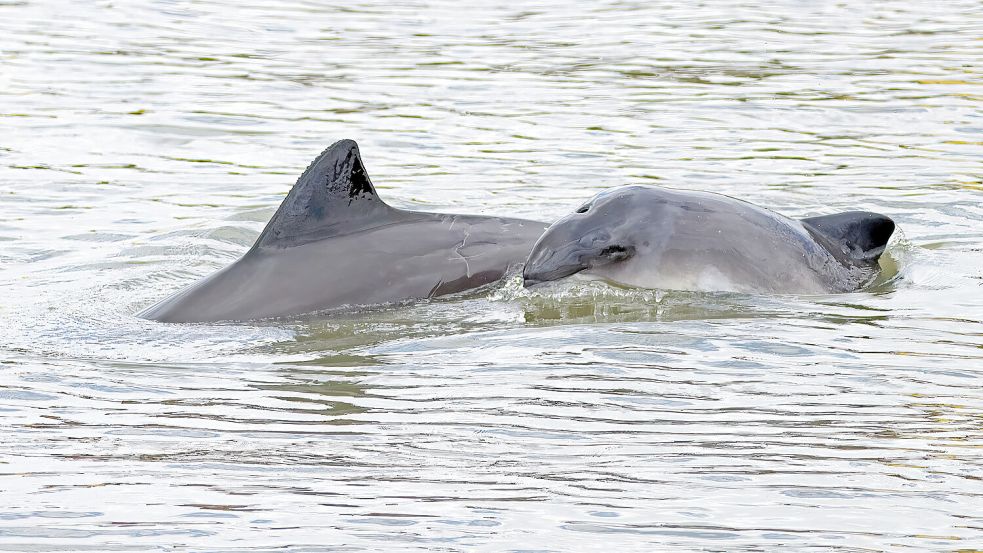 Jedes Jahr im Frühjahr tummeln sich an der Küste und im Jadebusen Schweinswale. Foto: Michael Hillmann/Archiv