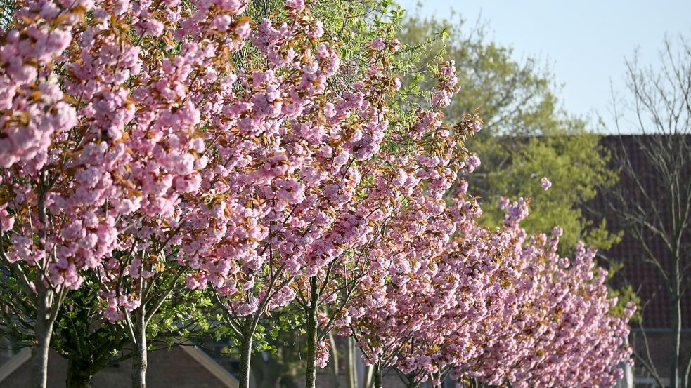 Carolinensiel präsentiert seine Blütenpracht am Wochenende bei einem Fest. Foto: Nordseeheilbad Carolinensiel-Harlesiel