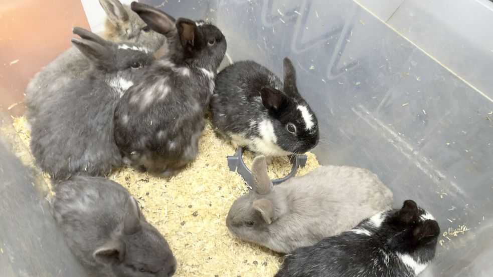 Lichtbild von ausgesetzten Kaninchen.