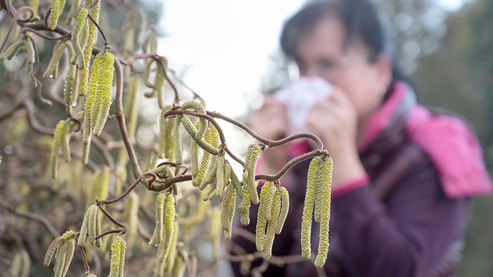 Eine Frau mit einer Allergie steht mit einem Taschentuch an einer Korkenzieherweide, die in voller Blüte steht. Foto: Heiko Rebsch/dpa