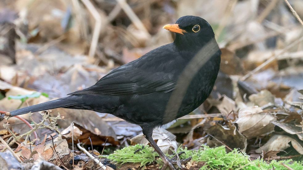 Eine Amsel sitzt auf dem Waldboden: Der Naturschutzbund Deutschland (Nabu) veranstaltet die populäre Vogel-Zählaktion „Stunde der Gartenvögel“ am zweiten Mai-Wochenende. Foto: Oliver Berg/DPA