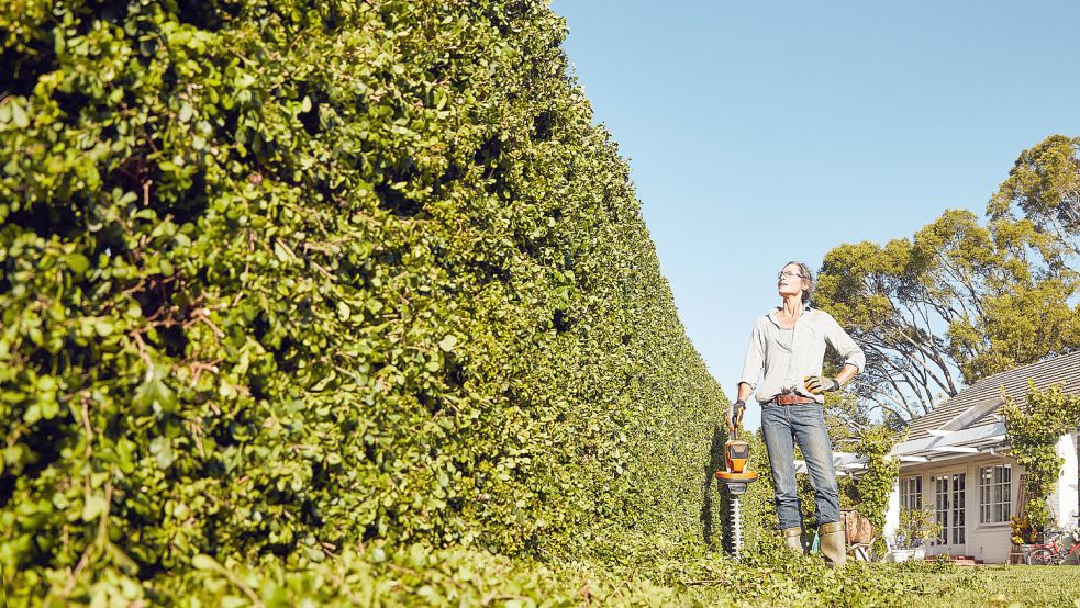 Eine grüne Hecke wird von der Gemeinde Moormerland bezuschusst. Es gibt aber Bedingungen. Foto: djd/Stihl/Thomas Kettner