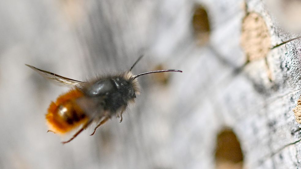 Eine Rostrote Mauerbiene fliegt auf Löcher in einem Stück Hartholz zu. Foto: Arne Dedert/dpa