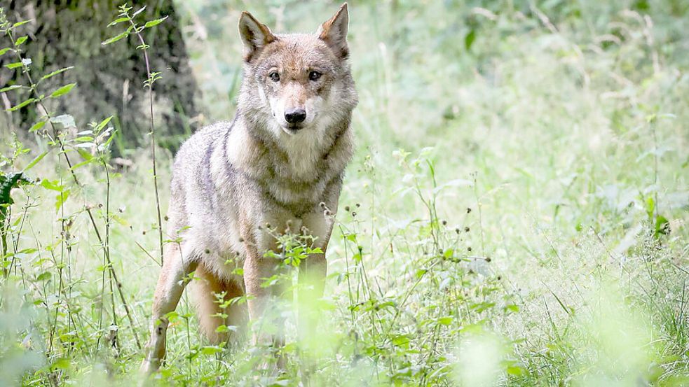 Im Rheiderland wurden am Wochenende mehrere Schafe von einem Wolf gerissen. Foto: Charisius/dpa