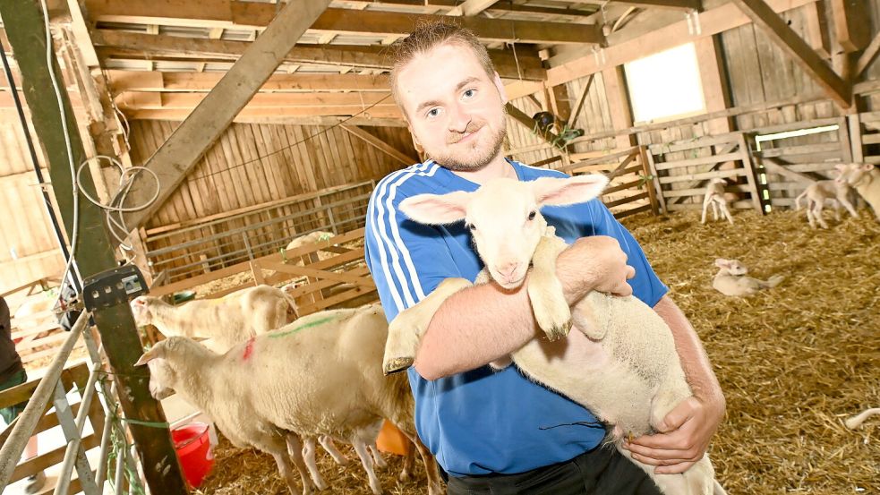 Mitarbeiter Jonas Teuber trägt ein junges Lamm auf dem Arm: Auf dem Biolandhof „Lüttje Plaats“ gehört die Versorgung der Schafherde zum Arbeitsalltag. Fotos: Heinz Wagenaar