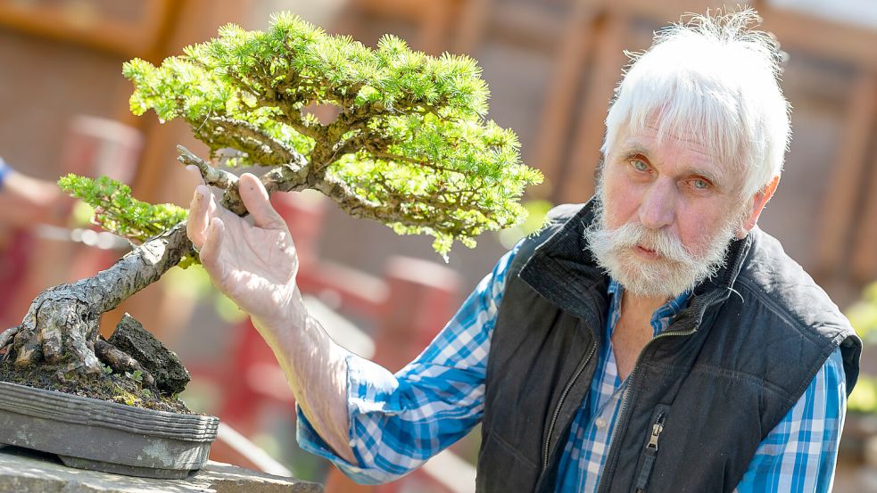 Heinz Bunjes aus Nortmoor hat mehr als 150 Bonsais in seinem Garten. Foto: Klaus Ortgies