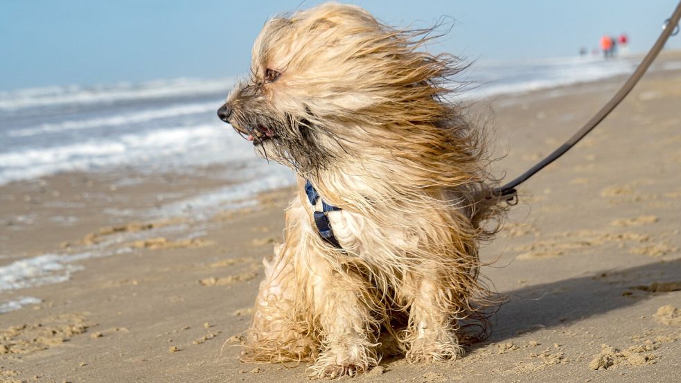 Am Wochenende muss mit kräftigem Wind gerechnet werden. Symbolfoto: pixabay