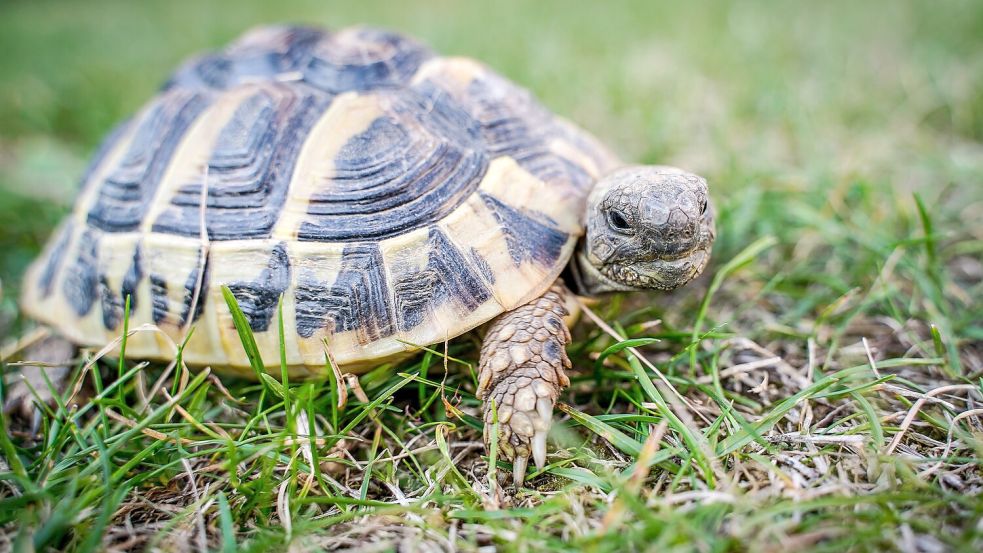 Landschildkröten sind zwar gern wie hier auf dem weichen Gras unterwegs, dürfen aber keinesfalls unbeaufsichtigt durch Ostfriesland laufen. Sie gehören in gut gesicherte Außengehege. Foto: Pixabay