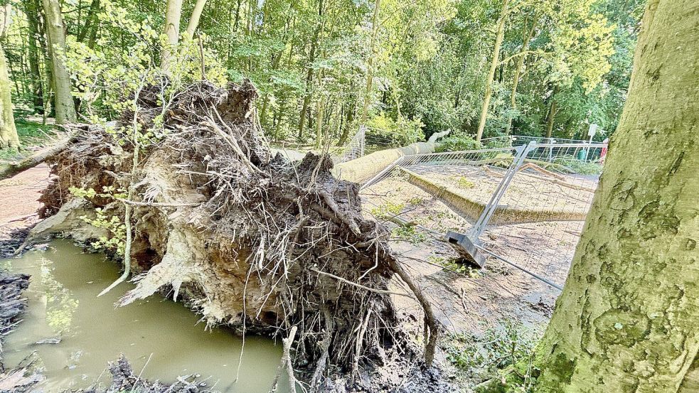 Im Julianenpark sind große Bäume entwurzelt worden. Foto: Klaus Ortgies