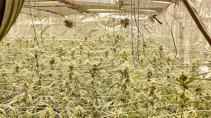 Eine große Cannabisplantage wurde im Emsland entdeckt. Foto: Polizei